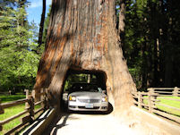 Drive through the massive Chandelier Tree